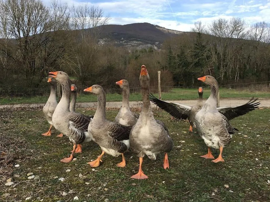 Gite Des Buis De L'Ain Groslee